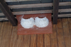 DSC02729